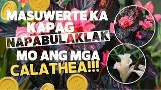 EFFECTIVE WAY TO MAKE YOUR CALATHEA BLOOM!