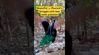 Beauty Amidst Pollution 🦚 | A Peacock&rsquo;s Silent Message #naturelovers #peacock #shortsfeed #trending