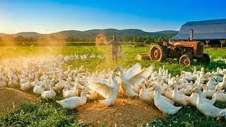 Massive Duck Farm Daily Feeding Routine | Amazing Village Life