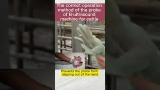 How to use the probe of veterinary B-ultrasound machine