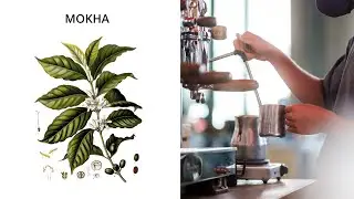 What is Mokha? | Single Origin Varietal Coffee Explained