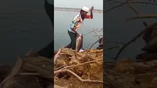 Big Rohu Fish Hook Catching in krishna River Hunting #bigfish #rohufish #hookfish #shortvideo