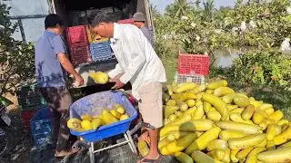 13/1)CÁCH LÁI DƯA GANG LỰA 3 LOẠI BÀ CON MÌNH XEM CÔI CÓ NÊN TRỒNG DƯA GANG HAI KHÔNG 🌨🌞🍉🌨.
