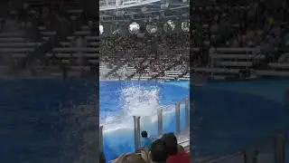 Sitting in the Splash Zone at Shame Stadium SeaWorld Orlando