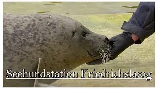 Hier werden Heuler aufgezogen - Die Seehundstation Friedrichskoog 🦭