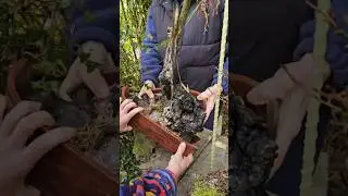 Что делать если морозом разорвало горшок? #бонсай