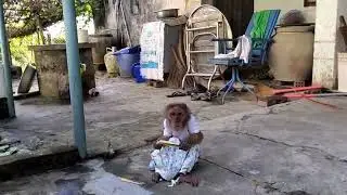 Monkey Ni is like a good child