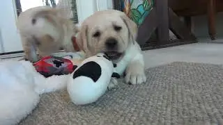 English Labrador Retriever A1 week 7