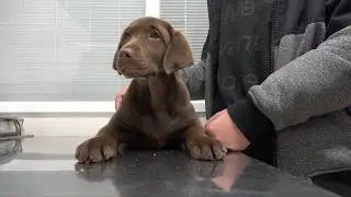 VOTV - Consells veterinaris: vacunació dels gossos cadells