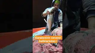 Canavar balik #balıkavı #fishing #teknebalık&ccedil;ılığı #balık&ccedil;ılık #levrekavı #fish#fishman #balık