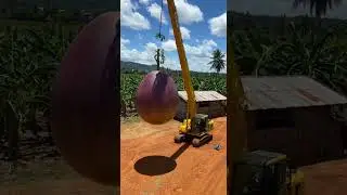 Eating giant passion fruit #giantfruits