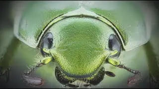 La semaine verte | Profession : photographe d'insectes
