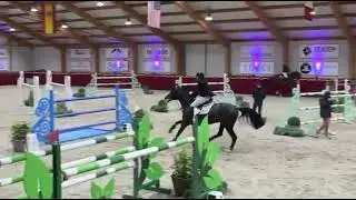 „ COCONETTA „ * 2015 Colestus x Cornet Obolensky CSI Kronenberg 💖