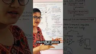 |structure of neuron| part-3 | NCERT lines |#biology #class11 #ncert #neet2025