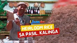 Heirloom rice sa Pasil, Kalinga | I Juander