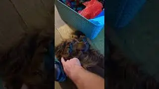 dog!! #shortsfeed #shortvideo #shorts #short #youtube #youtuber #subscribe #sub #dog #doglover #cute