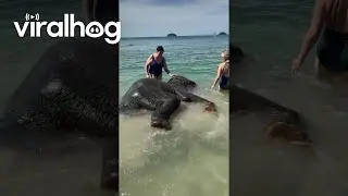 Elephants Bathe in the Sea With Humans || ViralHog