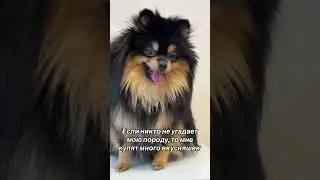dog #dog #собака #суперсобака #spitz #pomeranian #pets #funny #топ #love #шпиц
