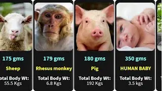Most Heaviest Animal Brain || Brain Weight