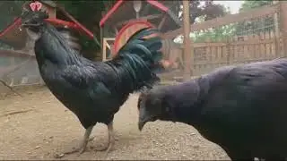 MOST BEAUTIFUL CHICKEN