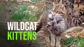 First Wildcat Kittens Born At Saving Wildcats Conservation Breeding For Release Centre