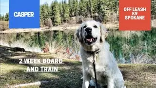 English Cream Retriever, 5 mo, 
