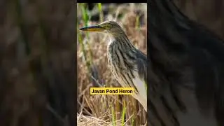 Javan Pond Heron