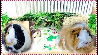 A Winter Wonderland for the Guinea Pigs | Pigmas 2017