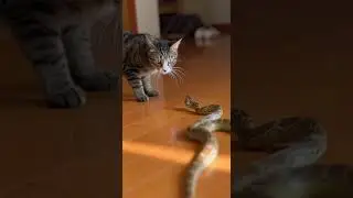 Bruh&hellip; cat vs snake showdown 🐱🐍🔥 only one&rsquo;s taking the crown today #animalfight #nature #catvssnake