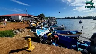 Amazing fish collection by fishermen  | Net fishing techniques | Fishdom daily fish cutting videos