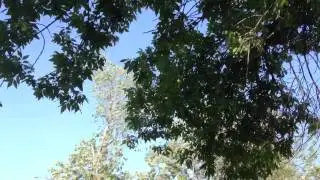 Cicadas in NewJersey after 17 years