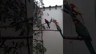 Australian young birds 🐦💗🌿 #shorts #australia #parrot #cute #playtime #colour #aviary #birds