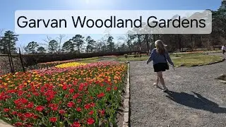 Garvan Woodland Gardens | Tulips | 2025