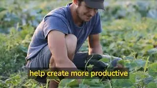 SOLARPUNK APPLICATIONS: AGRICULTURE