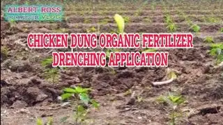 FERMENTED CHICKEN DUNG DRENCHING APPLICATION