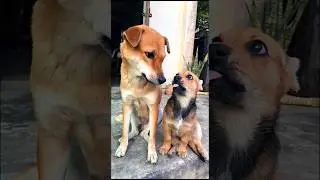two cute dog sitting together adorable video #dog #puppy #dogvideos #cutedog #pets #dogs #shorts