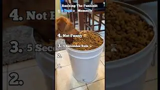 Funny Dogs Eating 🍽️