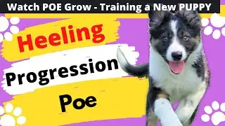Heeling Progression - Watch Poe Grow - The Life of a Competition Puppy