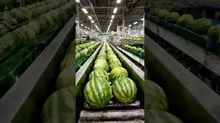 Как производится арбузный сок на современном перерабатывающем заводе #ЗаводскойПроцесс #ПищеваяПр...