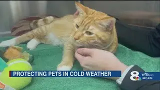 Veterinarians stress prepping for your pets ahead of cold weather