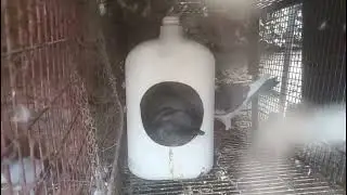 Nacimiento de primer pichón.