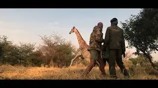 Conserving the last of the Kordofan Giraffe