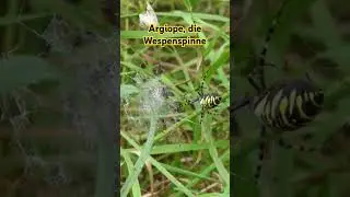 #spinne #wespenspinne #argiope #spider #arthropoden #arthropods #gliederf&uuml;sser #invertebrate #natur