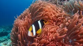 Healing Music for Sleep with Gentle Underwater Sounds for Deep Relaxation