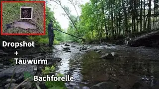 Angeln für Anfänger: Forellenangeln mit Dropshot und Tauwurm
