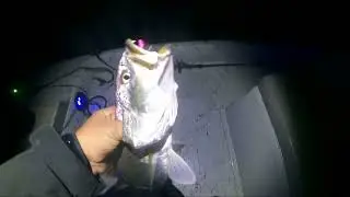 Gator Trout #trout #fish #saltyhead #portlavaca