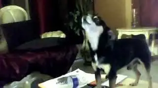 The Singing Chihuahua