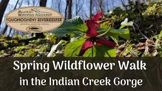 Wildflower Walk in the Indian Creek Gorge - 2020