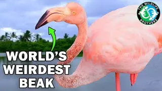 Everything You Didn&rsquo;t Know About Water Birds