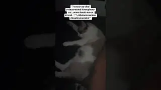 &ldquo;I swear my dad reincarnated through my cat&hellip; some bonds never break. 🕊️🐾 